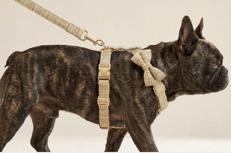 Light Khaki Cotton Collar Leash Set