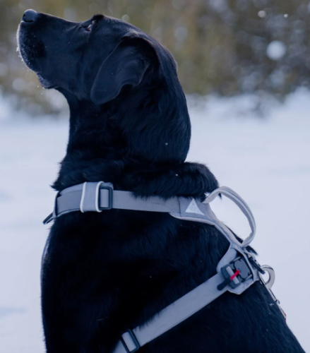 Magnetic Dog Harness - One-Hand Clip, No-Pull Design