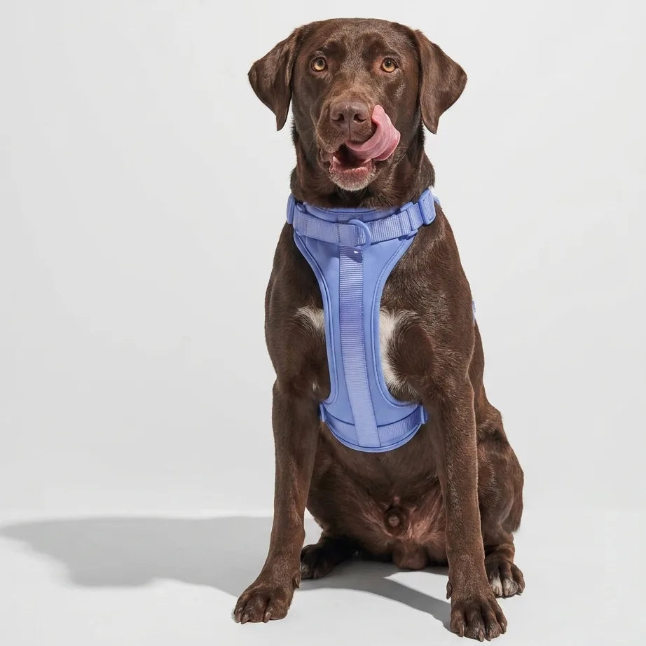 Harness